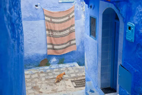 stock image Cat in lane, Chefchaouen, Morocco