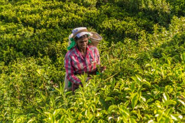 Nuwara, Sri Lanka - 28 Ocak 2016: Çay toplayıcıları, Nuwara Eliya, Hill country, Sri Lanka
