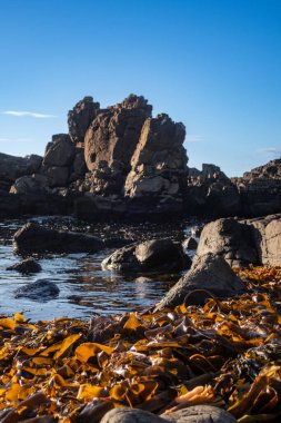 Glengorm, Mull Adası, İç Hebrides, İskoçya, Birleşik Krallık