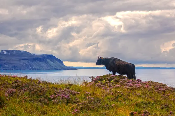 Ulva 'daki İskoçya ineği, Mull Adası, İç Hebrides, İskoçya, Birleşik Krallık