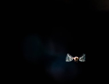 Kanarya Adaları 'nın endemik uçuşu güneşin sıcaklığını ve ağaçların serinliğini arıyor.