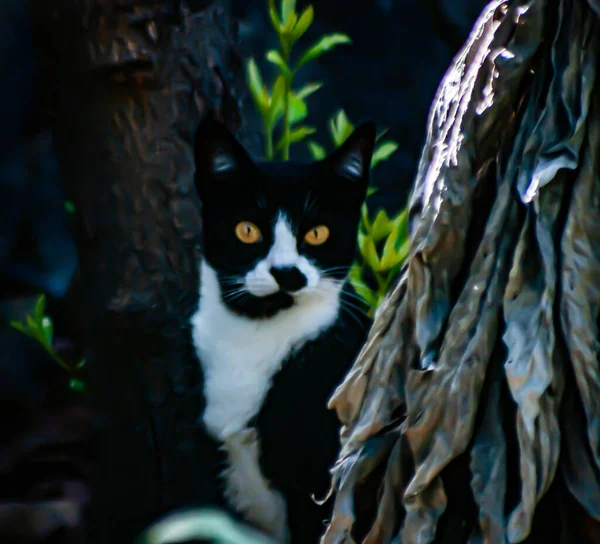 黑暗中的黑猫的猫眼在等待着它在猎捕中的机会 — 图库照片