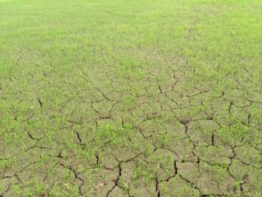 Kerala, Hindistan 'daki Paddy alanında çatlaklar oluştu.