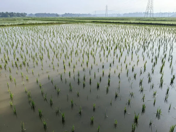 Paddy Field Kerala Indien Strax Efter Sådden — Stockfoto