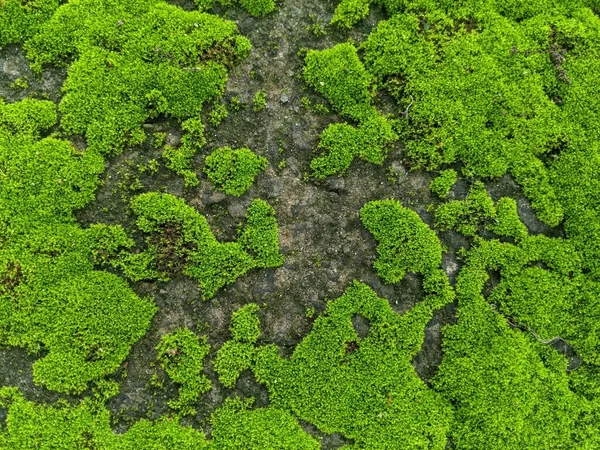 Musgo Verde Perto Textura Musgo Moss Fundo Abstrato — Fotografia de Stock