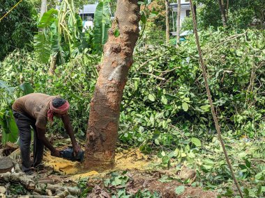 Elektrikli testereyle ağaç kesmek. Yetişkin erkek, güvenlik malzemesi giymeden..