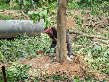 Thrissur, Kerala, Hindistan - 24-10-2024: Elektrikli testereyle ağaç kesen bir kereste. Bir adam elektrikli testereyle bir meyve ağacını keser..