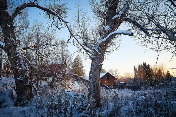 Village house in winter snow scene. Snow covered tree with snow drifts at a village house in winter