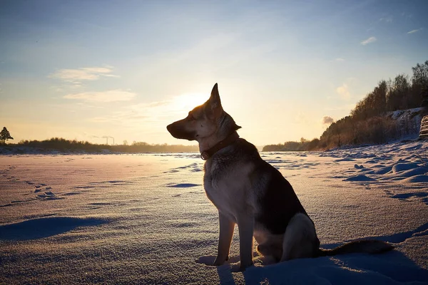 Big dog german shepherd or Eastern European Shepherd on a snow field in cold winter morning or evening during sunset or sunrise. Peaceful landscape, amazing seasonal nature. Concept of loneliness