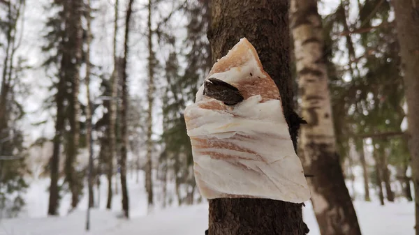 A piece of bacon is hanging on tree branch for feeding and treating small bluebird birds in the cold winter in the forest. The concept of ecology and assistance to animals and birds