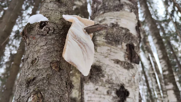 A piece of bacon is hanging on tree branch for feeding and treating small bluebird birds in the cold winter in the forest. The concept of ecology and assistance to animals and birds