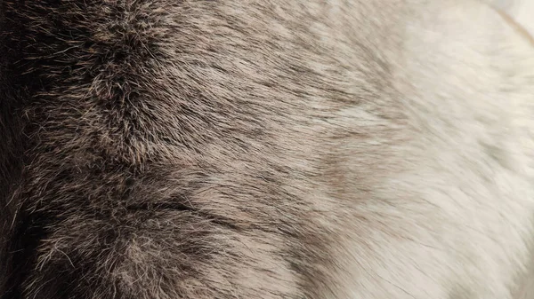 Background or texture of long animal hair. Dog fur