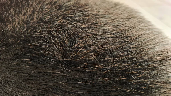 Background or texture of long animal hair. Dog fur