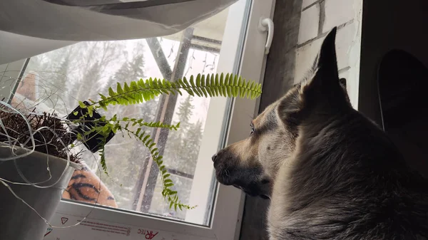 Dog German Shepherd looking on window inside of room. Russian eastern European dog veo indoors