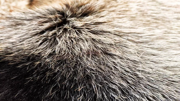 Background or texture of long animal hair. Dog fur with blur and partial focus. Grey colour
