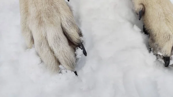 Large paws with claws of Dog German Shepherd in winter day and white snow arround. Big waiting eastern European dog veo and white snow