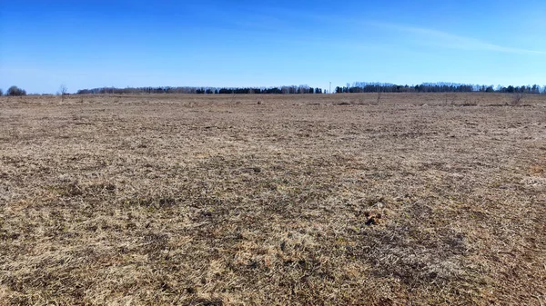 Field with last year's dry yellow grass under blue sky in early spring or autumn time