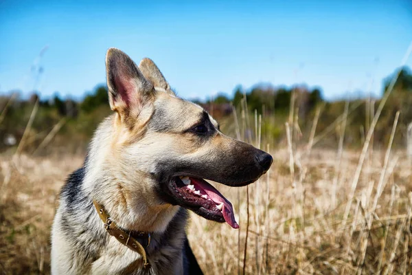 A large dog, the East-European Shepherd, is in nature on a sunny spring, autumn, or summer day. A German Shepherd is shown on walk in good weather