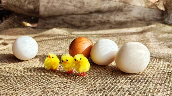 Toy little chickens near real eggs. The concept of an incubator, dietary, ecological nutrition, village life, natural products. Traditional Christian Holiday of Easter, kindness, tenderness