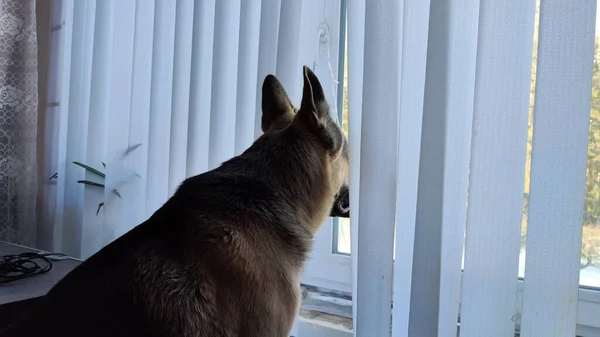 Dog German Shepherd looking on window inside of room. Russian eastern European dog veo indoors