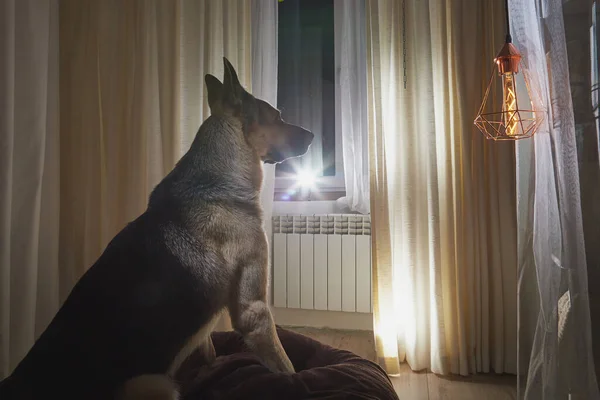 Dog German Shepherd inside of room with curtains and window on the background in evening or night time. Russian eastern European dog veo indoors alone waiting host