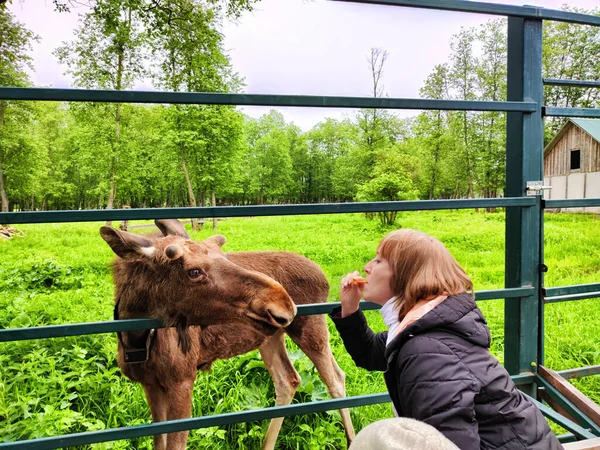 Tourist Girl with funny A moose at special moose farm in Kostroma region in forest in Russia. Yound elk in zoo with visitor adult woman