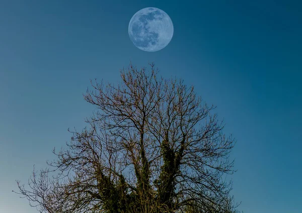 Lua Cheia Acima Uma Grande Árvore Inverno Uma Área Rural — Fotografia de Stock