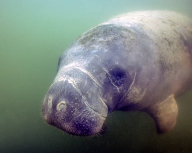 West Indian Manatee (Trichechus manatus), Crystal River, Florida, ABD