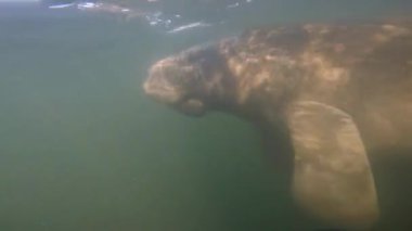 4k video, Florida Crystal River, ABD 'de bulunan Batı Hint denizayısı (Trichechus manatus).
