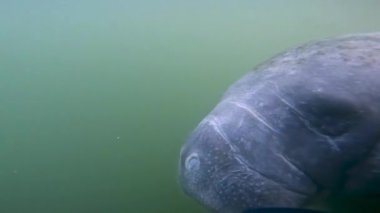 4k video, Florida Crystal River, ABD 'de bulunan Batı Hint denizayısı (Trichechus manatus).