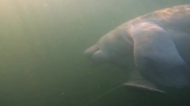 4k video, Florida Crystal River, ABD 'de bulunan Batı Hint denizayısı (Trichechus manatus).