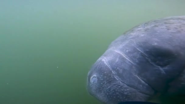 Video West Indian Manatee Trichechus Manatus Crystal River Florida Usa — стоковое видео