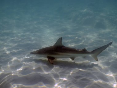 Bimini, Bahamalar 'da bir Blacktip Shark (Carcharhinus limbatus)