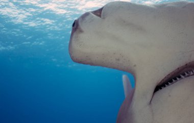 Bimini, Bahamalar 'da Büyük Çekiç Başlı (Sphyrna mokarran)