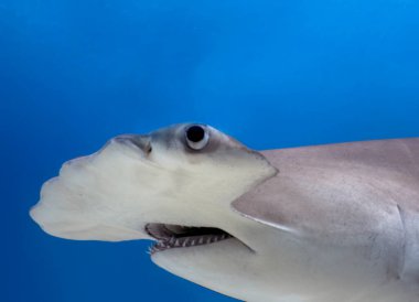 Bimini, Bahamalar 'da Büyük Çekiç Başlı (Sphyrna mokarran)