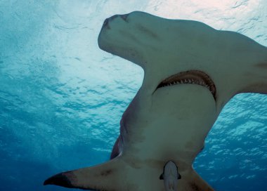 Bimini, Bahamalar 'da Büyük Çekiç Başlı (Sphyrna mokarran)