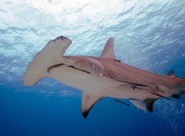 stock image A Great Hammerhead (Sphyrna mokarran) in Bimini, Bahamas