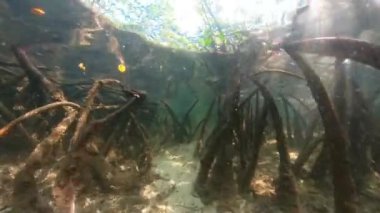 4k video Kuzey Bimini, Bahamalar 'daki mangrovların kökleri ve dallarından geçiyor.