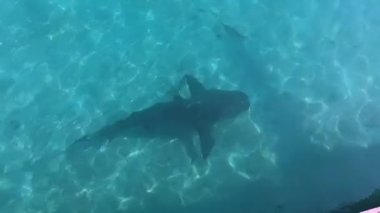 Boğa Köpekbalıkları (Carcharhinus leucas) Alice Town, Kuzey Bimini, Bahamalar 'da marinada gezinirler.