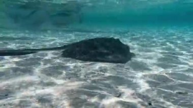 Güney Bimini, Bahamalar 'da Güney Stingriler (Hypanus americanus)