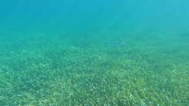 Video Small Barracuda Shallow Water South Bimini Багамські Острови — стокове відео