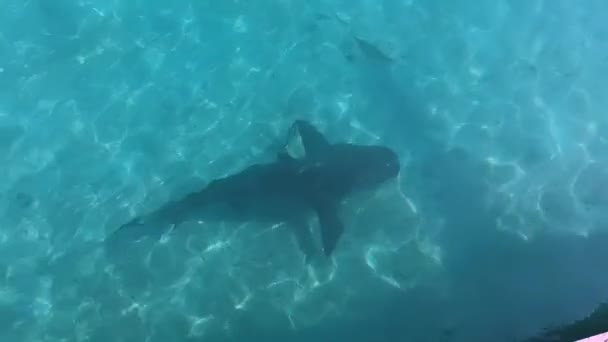 Bull Sharks Carcharhinus Leucas Cruisen Rond Jachthaven Alice Town Noord — Stockvideo