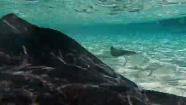 Stingrays Sul Hypanus Americanus Bimini Sul Bahamas — Vídeo de Stock