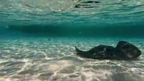 Stachelrochen Hypanus Americanus South Bimini Bahamas — Stockvideo