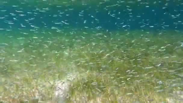 Video Malých Návnadových Ryb Mořské Trávě Jižní Bimini Bahamy — Stock video