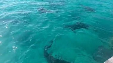 Boğa Köpekbalıkları (Carcharhinus leucas) Alice Town, Kuzey Bimini, Bahamalar 'da marinada gezinirler.