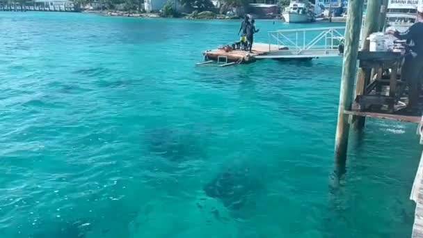 Tiburones Toro Carcharhinus Leucas Navegando Alrededor Del Puerto Deportivo Alice — Vídeos de Stock