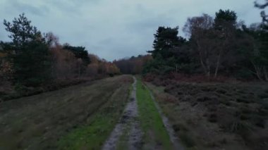 4k drone görüntüsü Rendlesham Ormanı, Suffolk, İngiltere 'de bir patika boyunca ilerliyor.