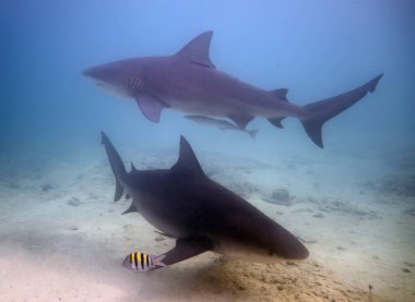 Bimini, Bahamalar 'da Boğa Köpekbalığı (Carcharhinus leucas)