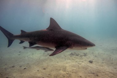 Bimini, Bahamalar 'da Boğa Köpekbalığı (Carcharhinus leucas)